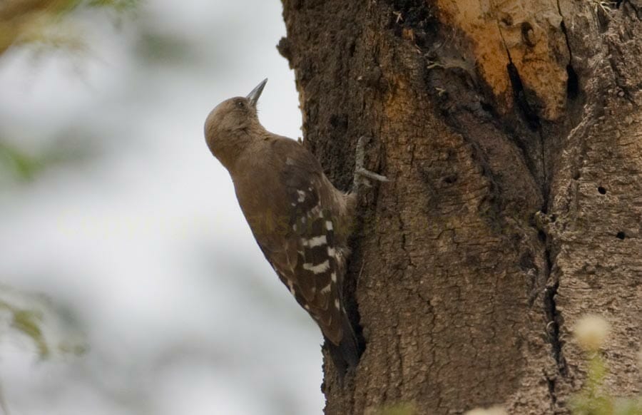 Arabian Woodpecker perched on a trunk