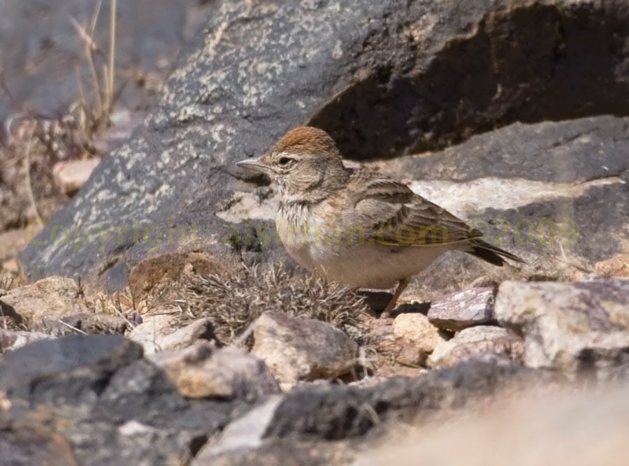 Rufous-capped Lark standing on the ground