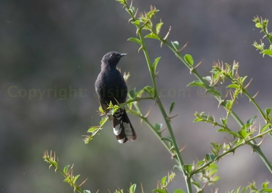 Black Scrub Robin perched on a branch