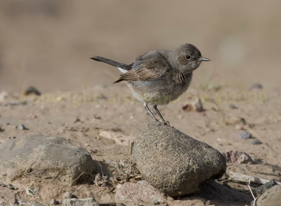 Blackstart perched on a rock