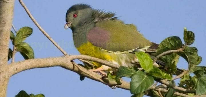 Bruce’s Green Pigeon perched on a branch