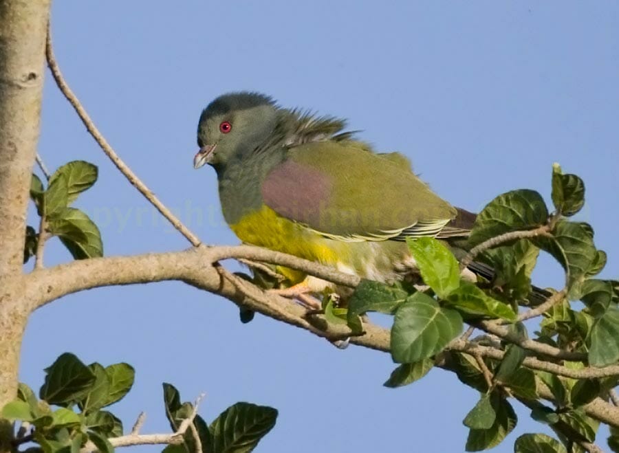 Bruce’s Green Pigeon perched on a branch