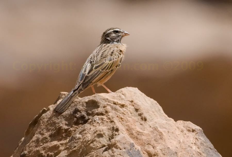 Cinnamon-breasted Bunting perched on a mound