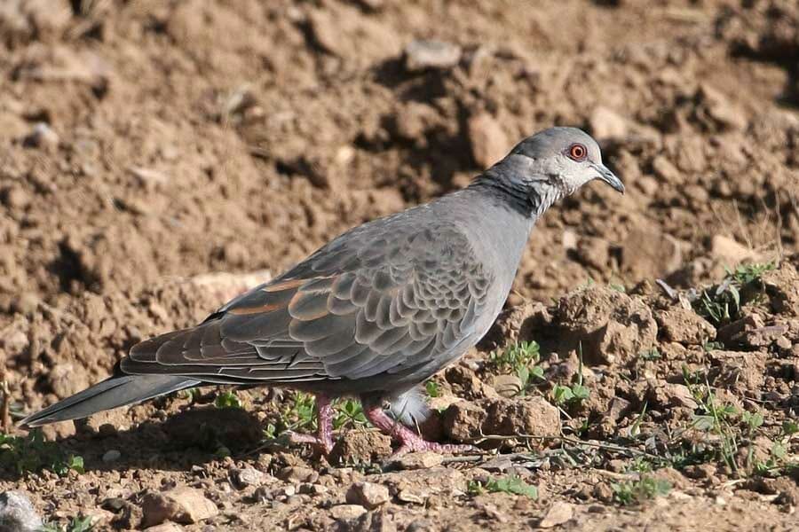 Dusky Turtle Dove standing on the ground