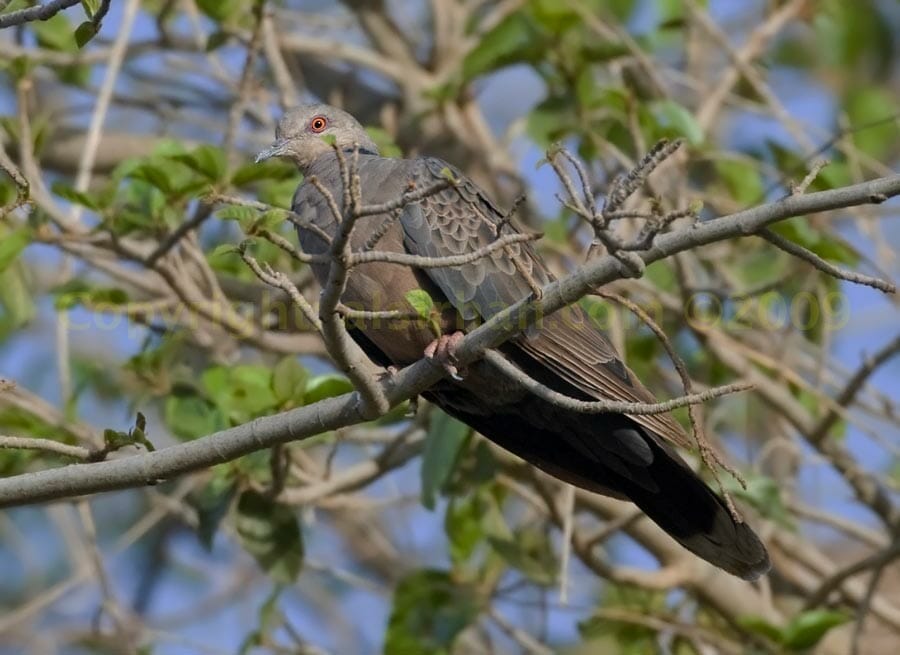 Dusky Turtle Dove perched on a branch