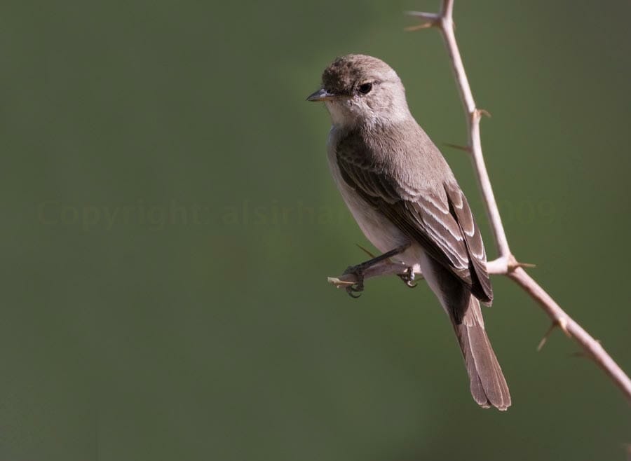 Gambaga Flycatcher perched on a branch
