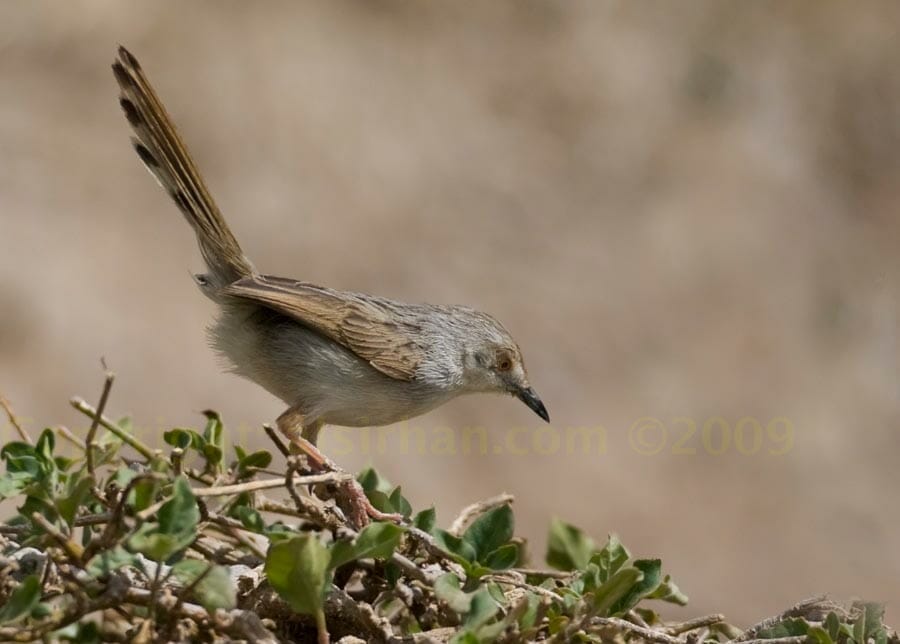 Graceful Prinia perched on a bush