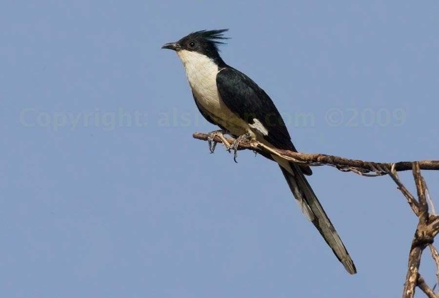 Pied Cuckoo perched on a branch