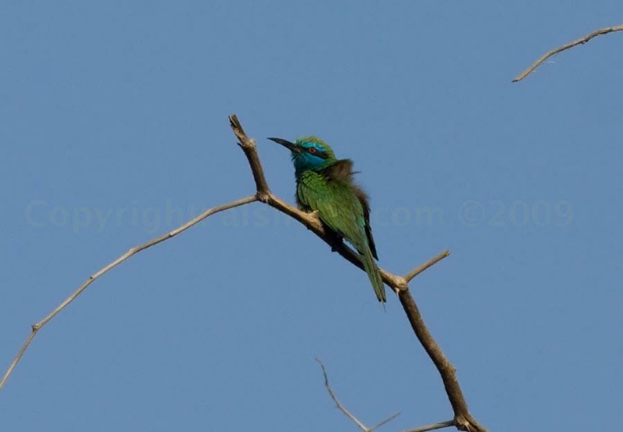Green Bee-eater perched on a branch