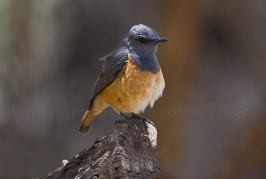 Little Rock Thrush perched on a log