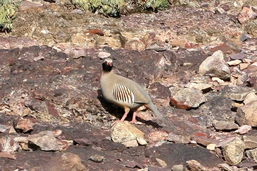 Philby’s Partridge standing on the ground