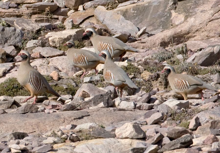 Five Philby's Partridges perched on the ground