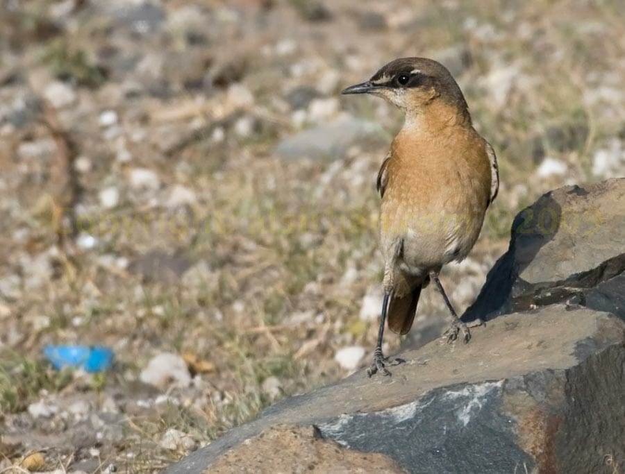 Red-breasted Wheatear perching on a rock