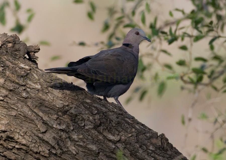 Red-eyed Dove perched on a trunk