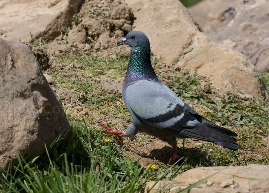 Rock Dove running on the ground