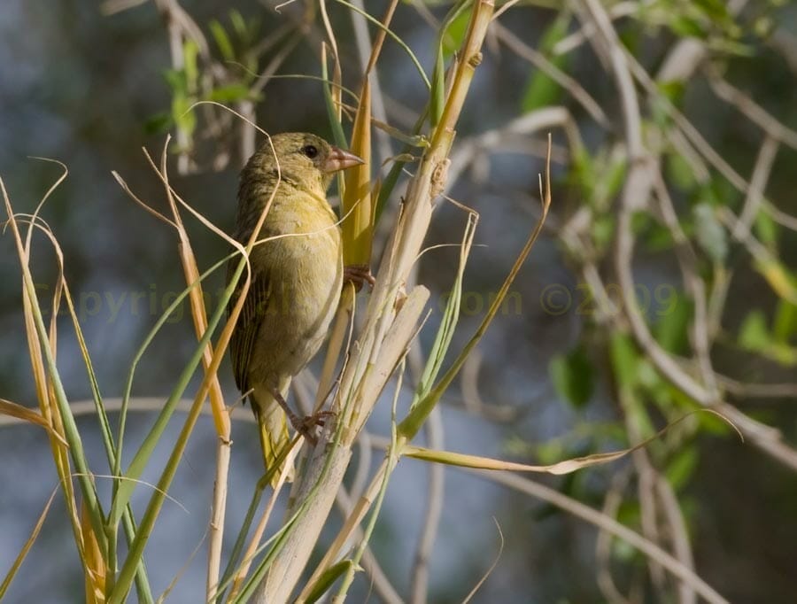 Rüppell’s Weaver perched on a tree