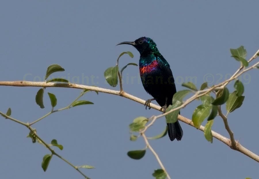 Shining Sunbird perched on a branch