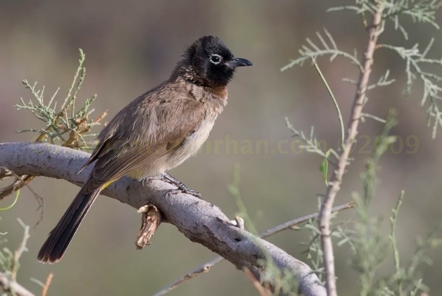White-spectacled Bulbul perched on a branch