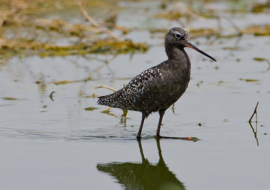 spotted_redshank_img_0185