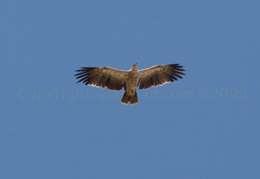 Tawny Eagle in flight