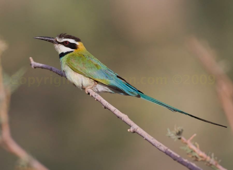 White-throated Bee-eater perched on a branch