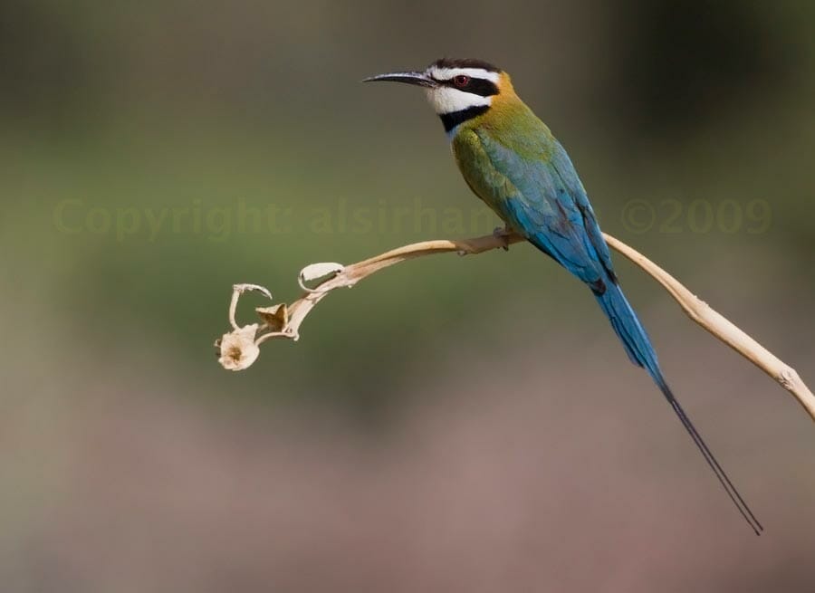 White-throated Bee-eater perched on a branch