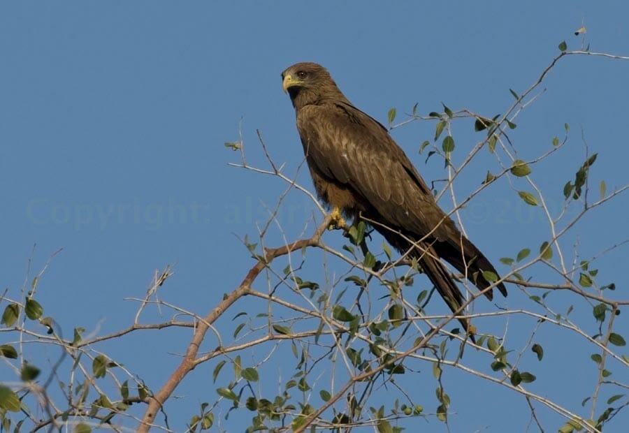 Yellow-billed Kite perched on a tree