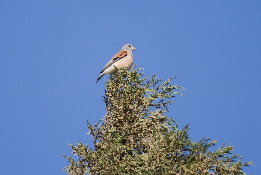Yemen Linnet perched on a tree