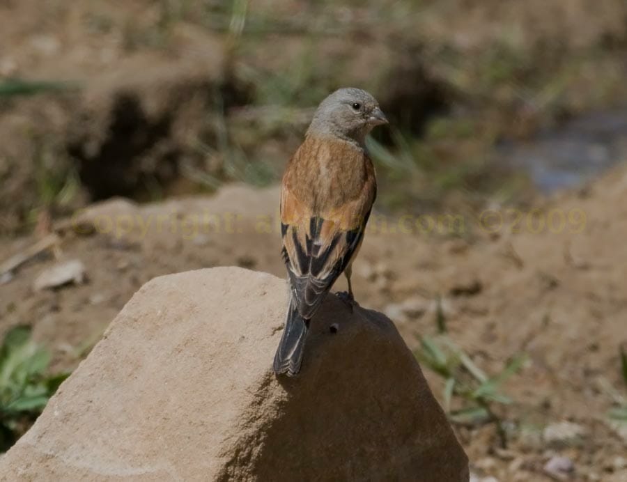 Yemen Linnet perched on a rock
