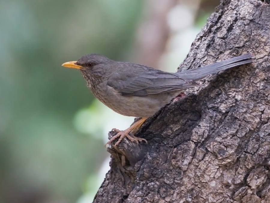 Yemen Thrush perched on a trunk