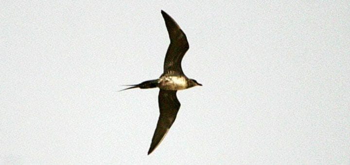 Long-tailed Jaeger (Skua) flying
