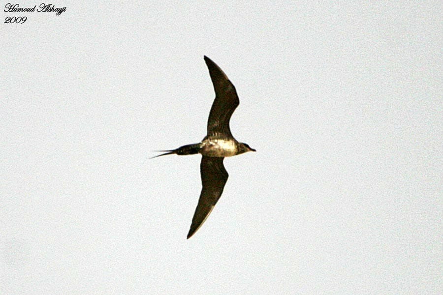 Long-tailed Jaeger (Skua) flying