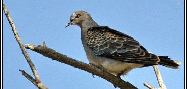 Oriental Turtle Dove perched on a branch