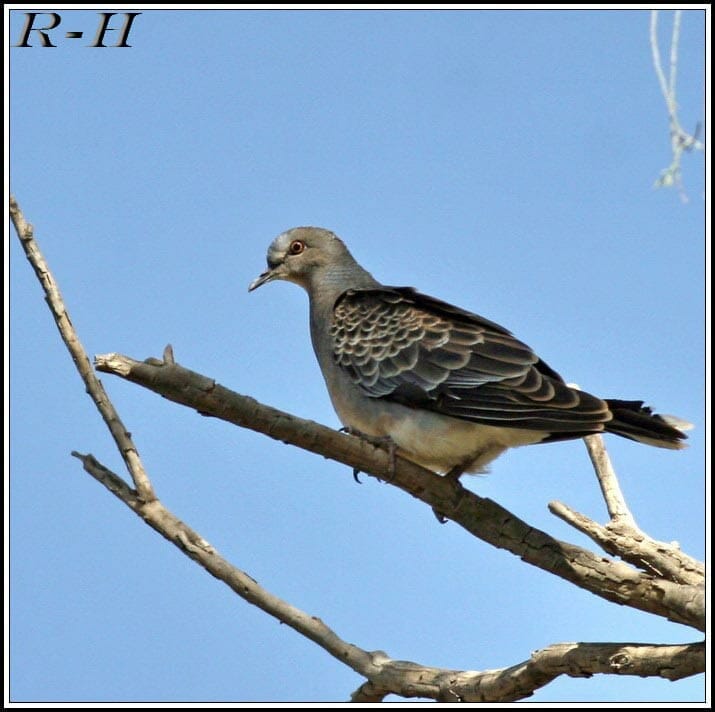 Oriental Turtle Dove perched on a branch