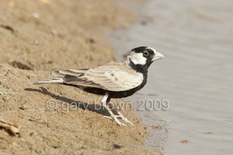 Black-crowned Sparrow-Lark Eremopterix nigriceps