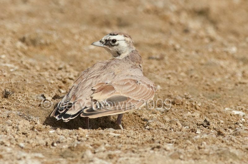 Temminck's Lark Eremophila bilopha