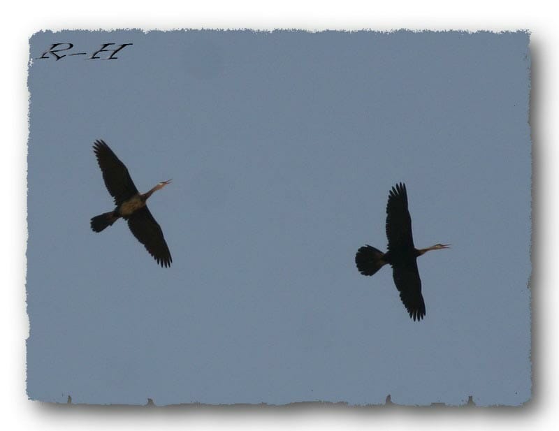 African Darter in flight