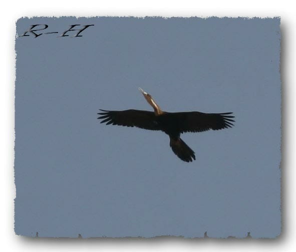 African Darter in flight