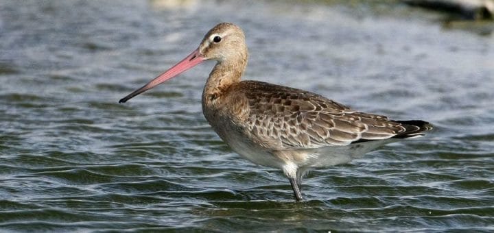 Black-tailed Godwit standing in water