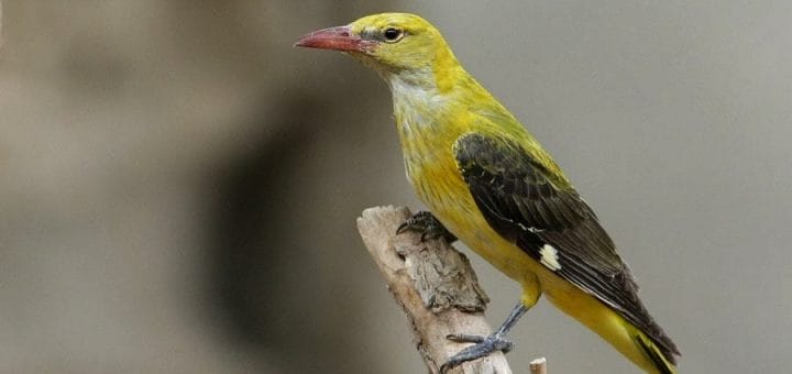 Eurasian Golden Oriole perched on a branch