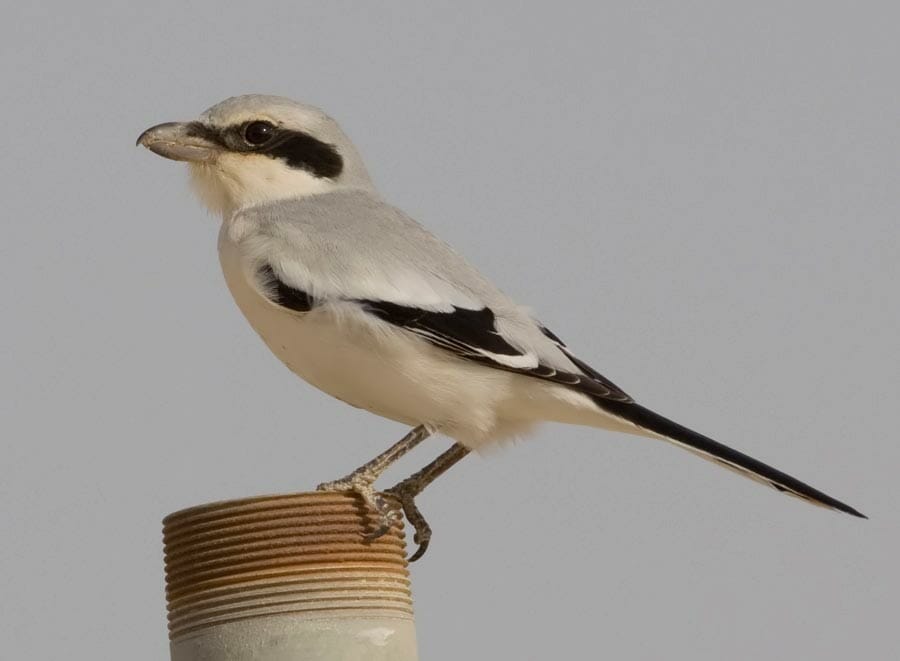 Great Grey Shrike perching on a pipe