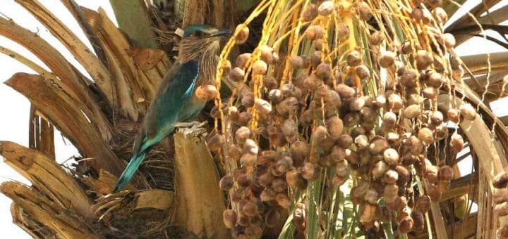 Indian Roller perched on date palm tree