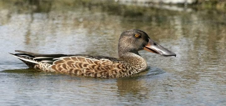 Northern Shoveler swimming in water