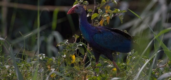 Grey-headed Swamphen standing on the ground