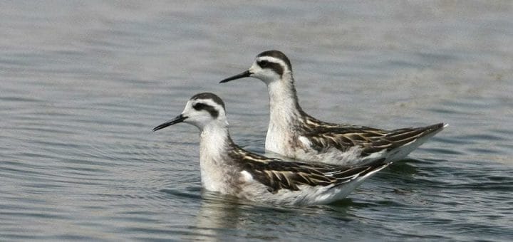 Red-necked Phalarope swimming in water