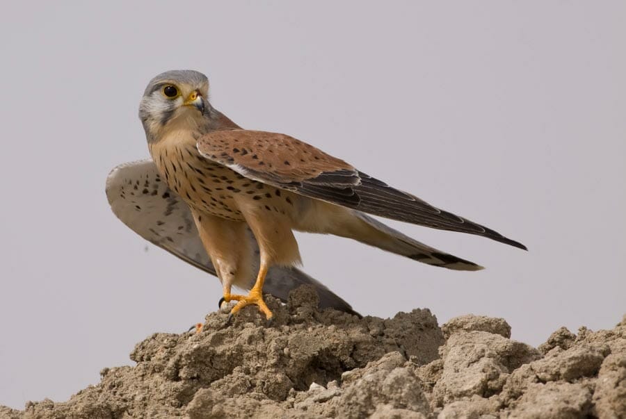 Common Kestrel perching on a mound