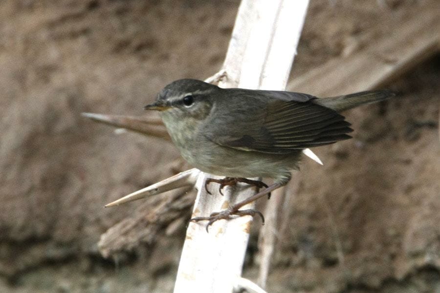 Dusky Warbler on a date palm tree leaf