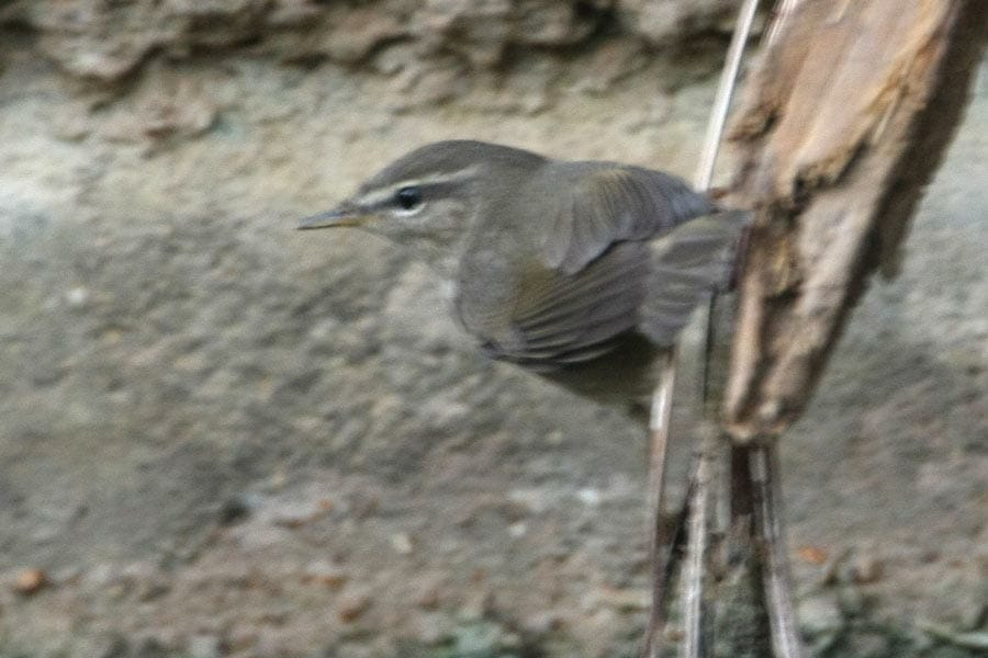 Dusky Warbler on a tree