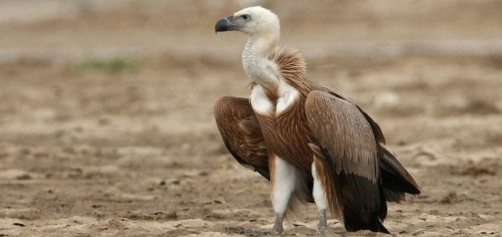 Eurasian Griffon Vulture standing on the ground