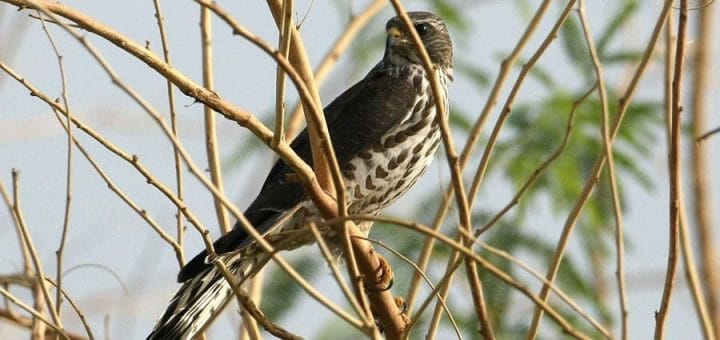 Levant Sparrowhawk perching on a tree